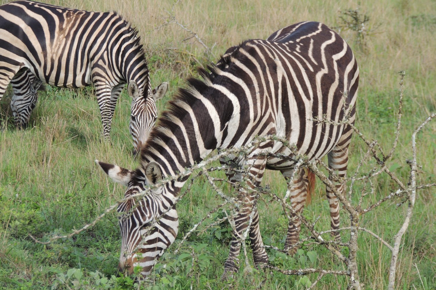 lake Mburo national park