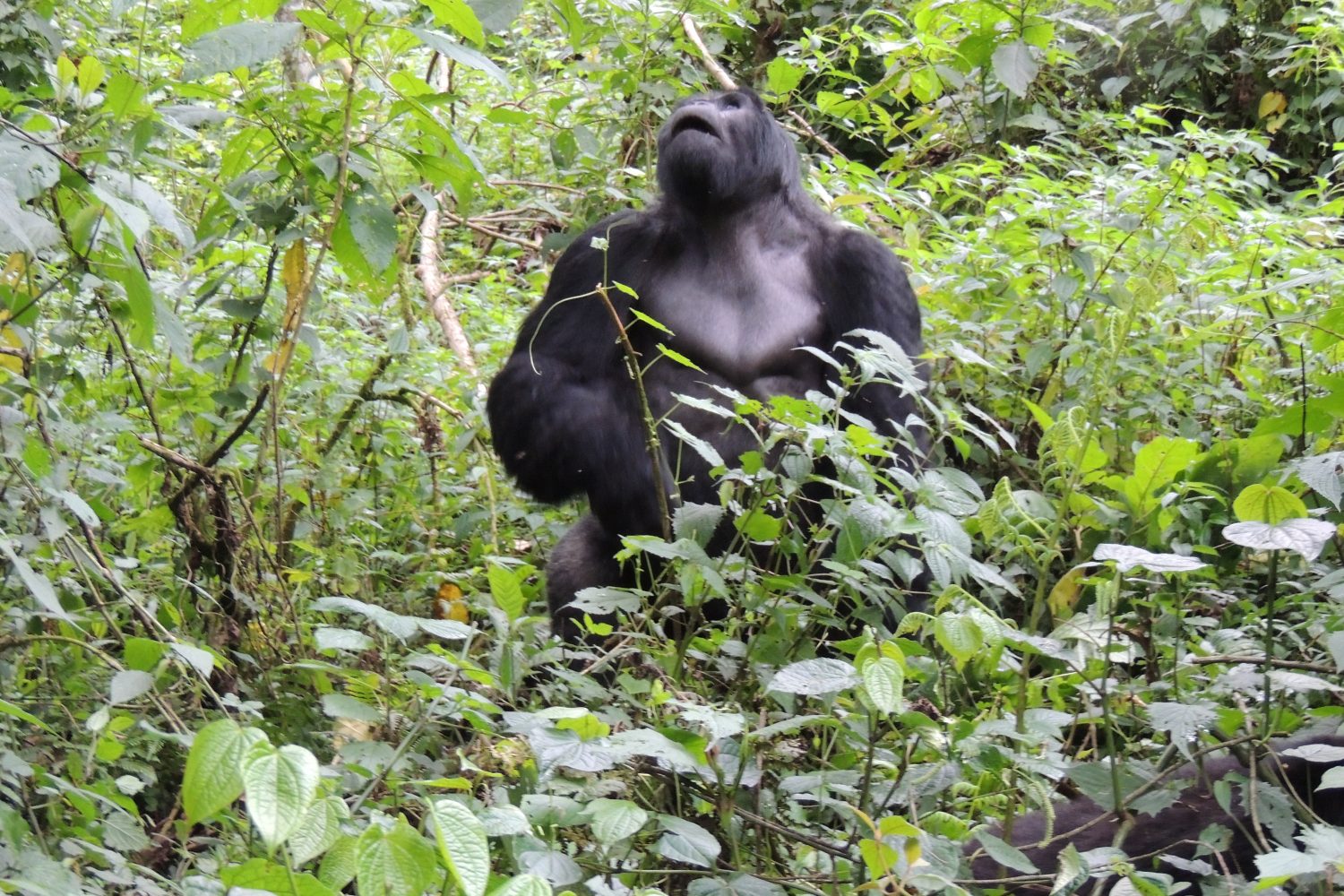 gorilla trekking safari
