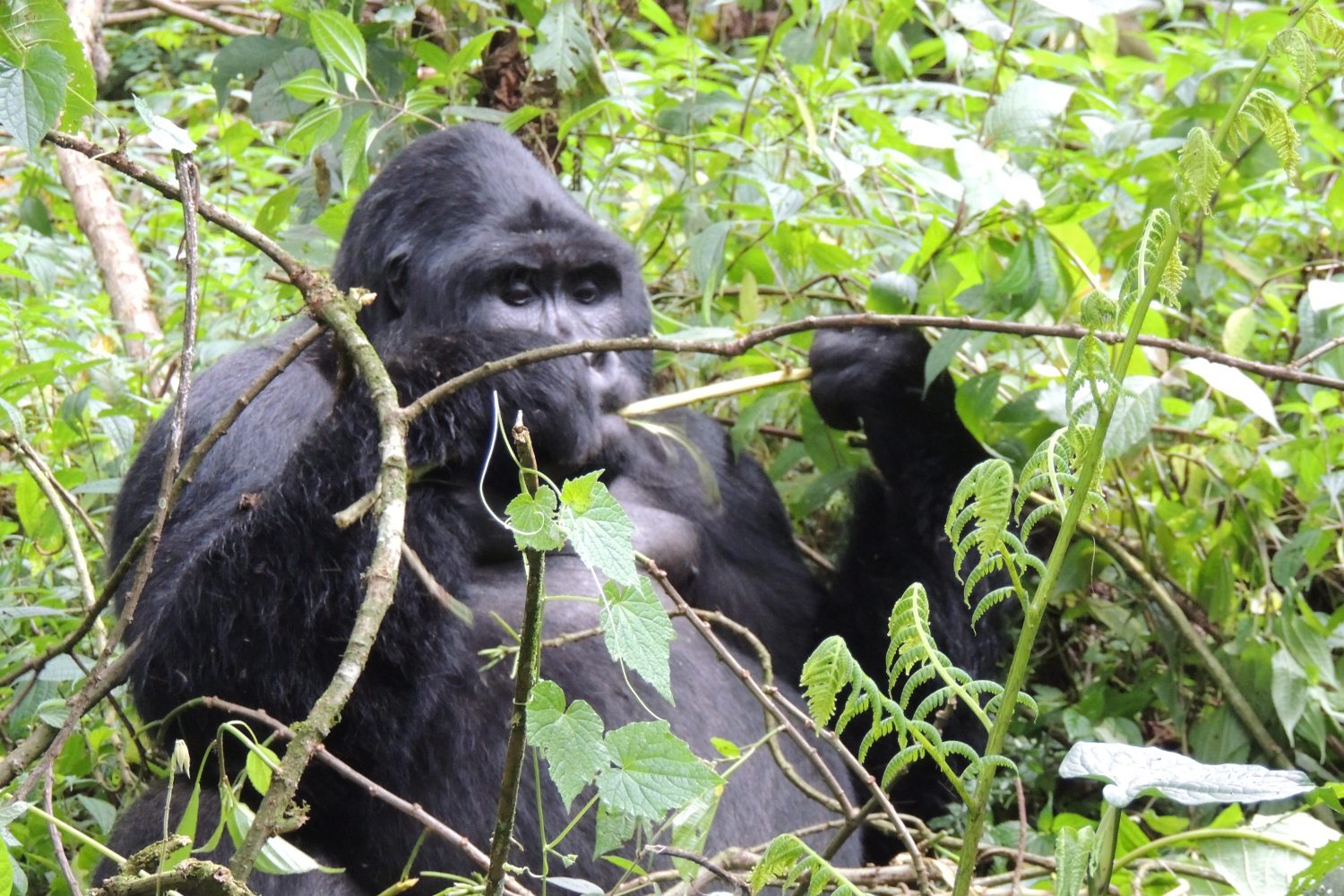 7 days uganda safari