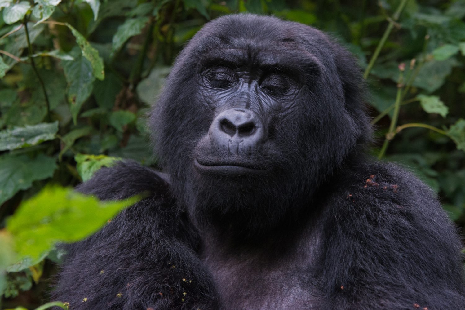 uganda gorilla trekking