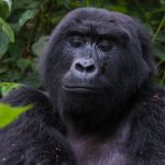 uganda gorilla trekking