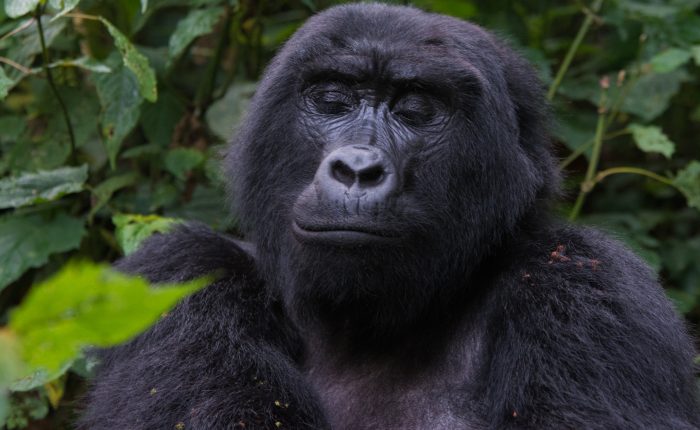 uganda gorilla trekking
