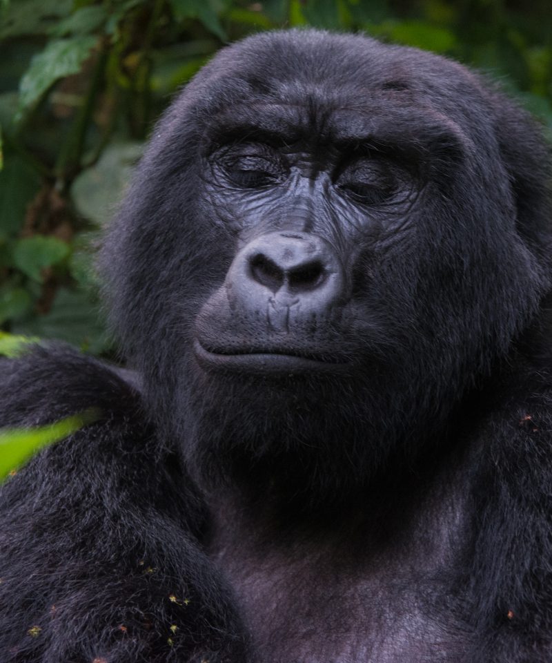 uganda gorilla trekking
