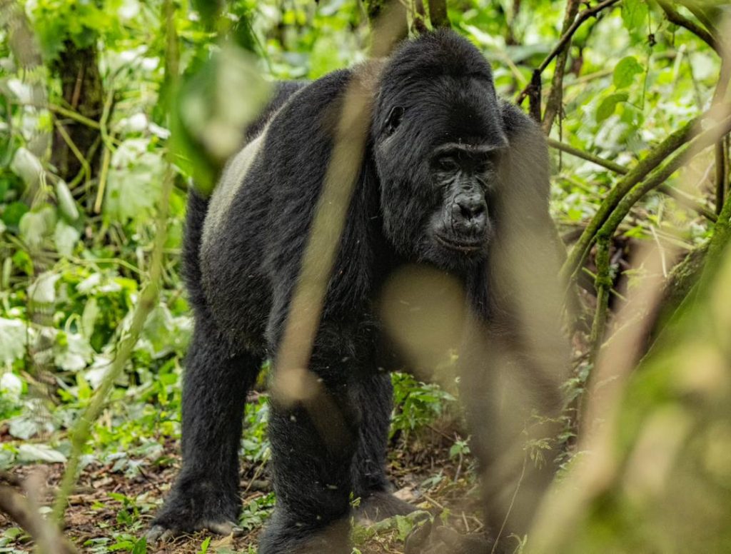 8 days Uganda gorilla trekking safari