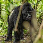 8 days Uganda gorilla trekking safari