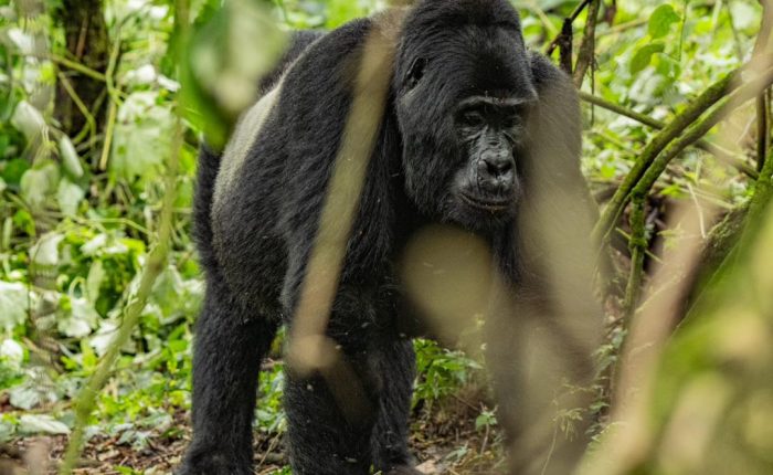 8 days Uganda gorilla trekking safari