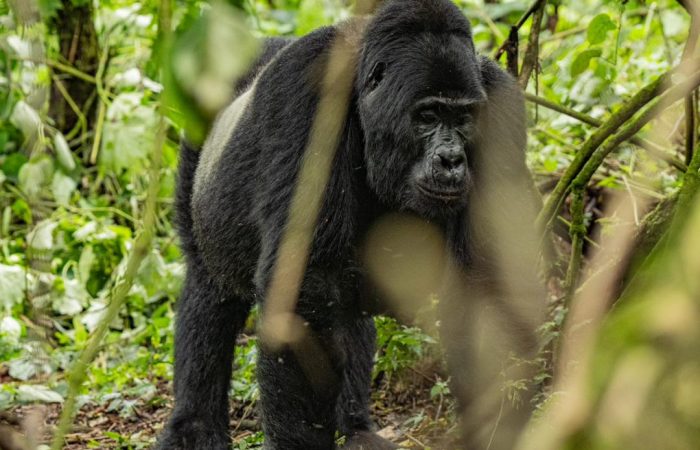8 days Uganda gorilla trekking safari