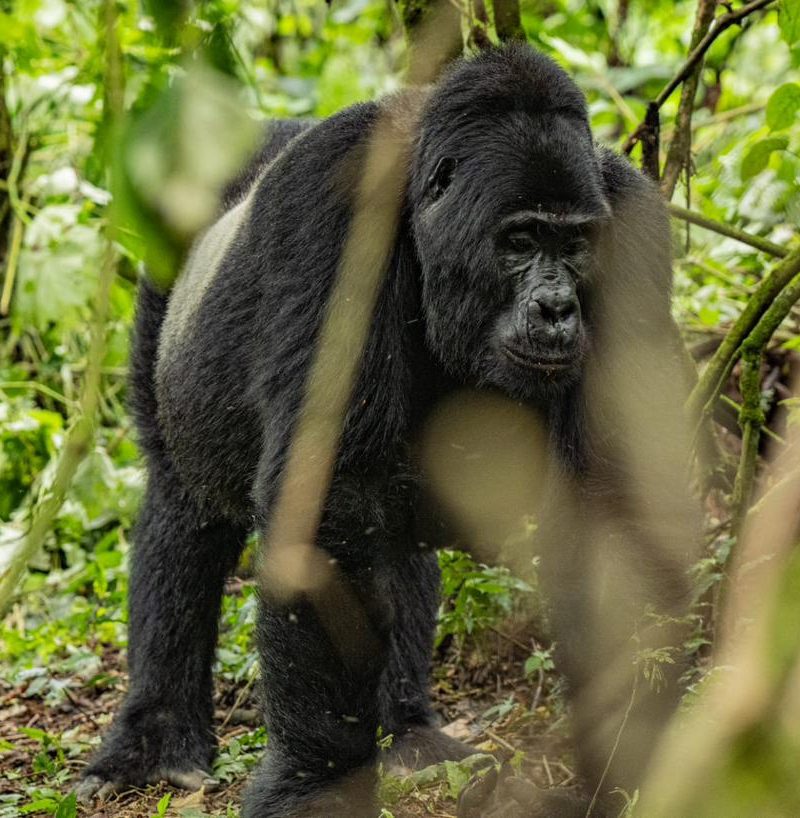 8 days Uganda gorilla trekking safari