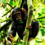 11 days best of Rwanda uganda wildlife and primate safari