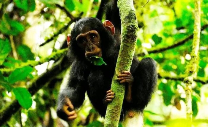 11 days best of Rwanda uganda wildlife and primate safari