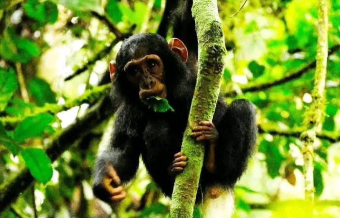 11 days best of Rwanda uganda wildlife and primate safari