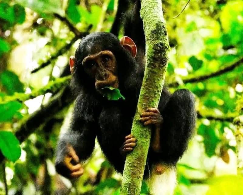 11 days best of Rwanda uganda wildlife and primate safari