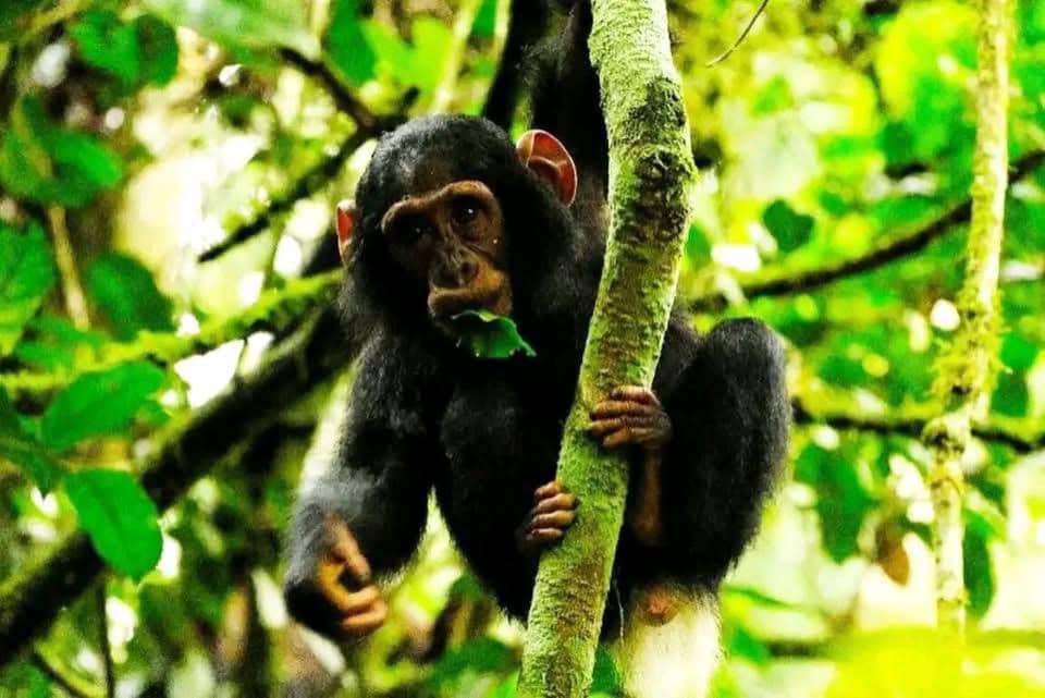 11 days best of Rwanda uganda wildlife and primate safari