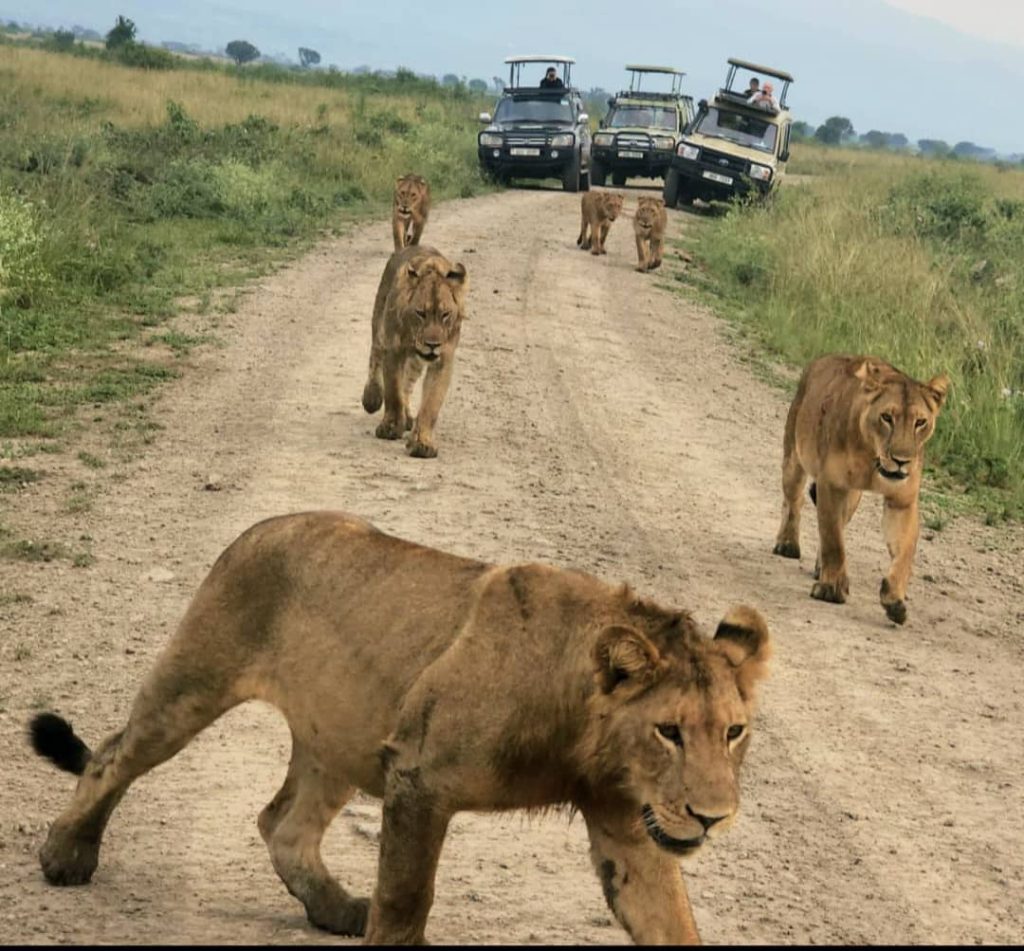 game drive safari in uganda