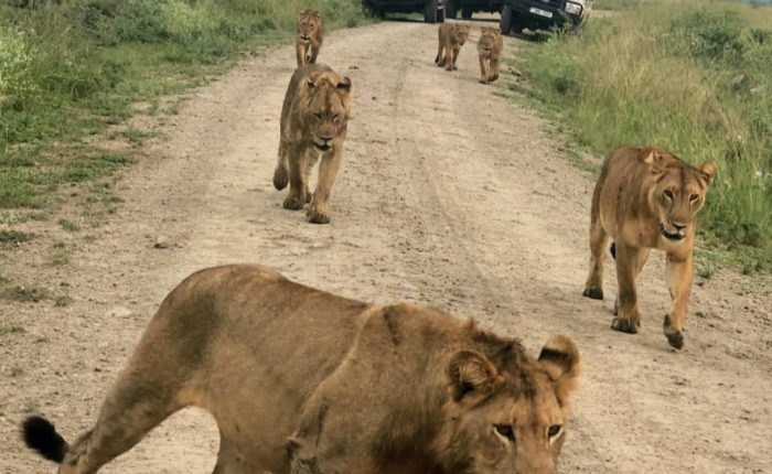 game drive safari in uganda