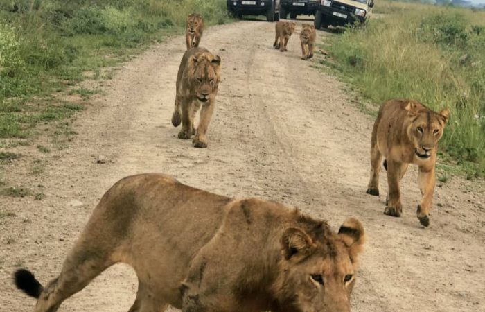 game drive safari in uganda