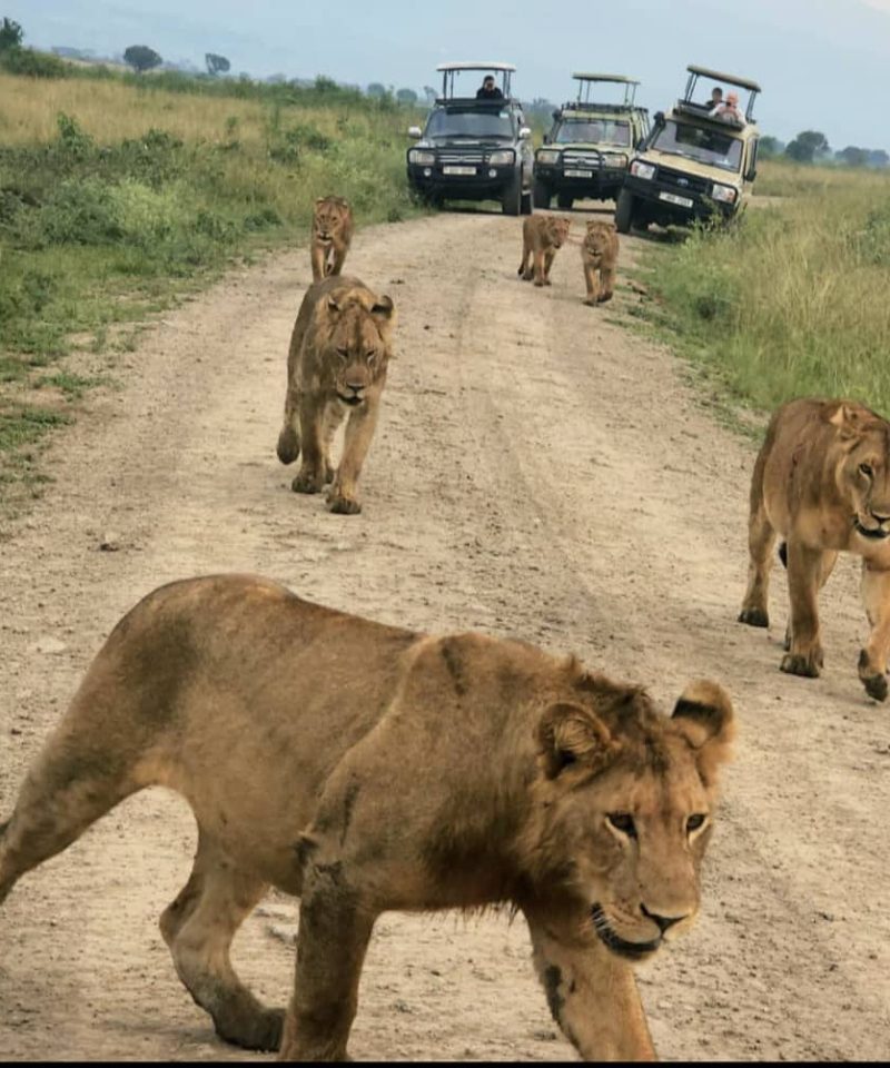 game drive safari in uganda