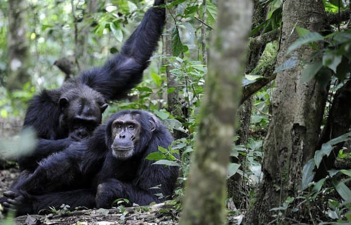 Chimpanee Tracking