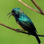 14 Days Birding Uganda safari