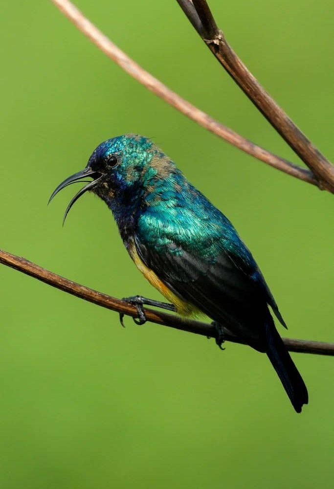 14 Days Birding Uganda safari