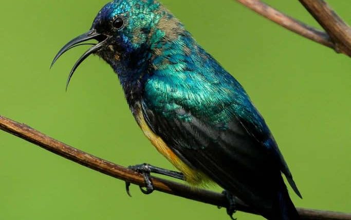 14 Days Birding Uganda safari