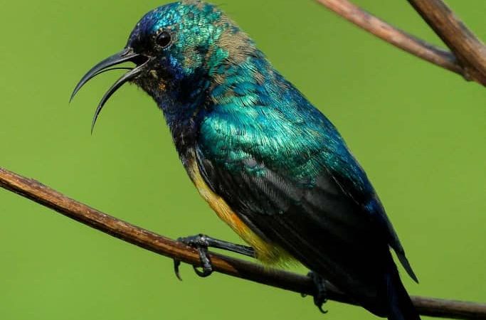 14 Days Birding Uganda safari