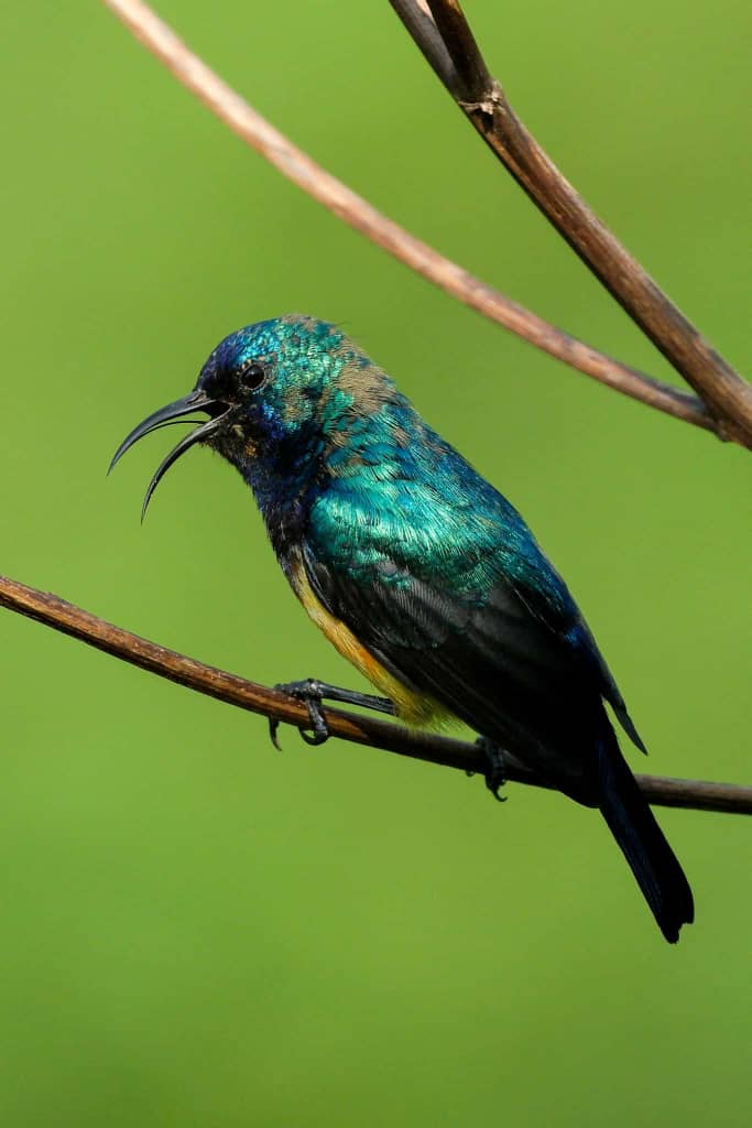 14 Days Birding Uganda safari